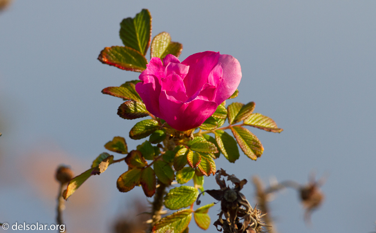 Canon EOS 7D  --  500 mm  --  EF500mm f/4L IS USM  