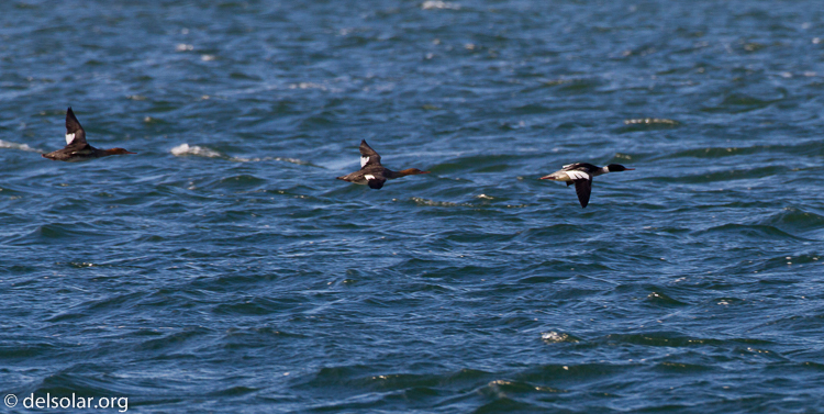 Canon EOS 7D  --  500 mm  --  EF500mm f/4L IS USM  