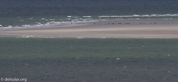 Canon EOS 7D  --  500 mm  --  EF500mm f/4L IS USM  