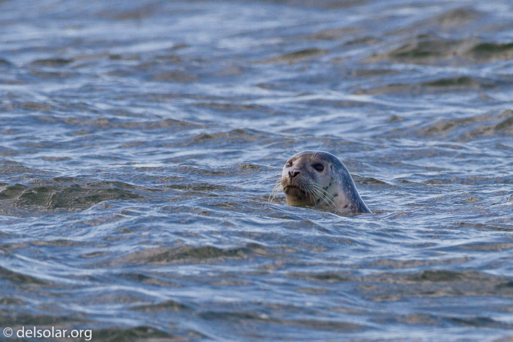 Canon EOS 7D  --  500 mm  --  EF500mm f/4L IS USM  