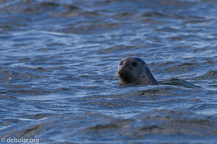 Canon EOS 7D  --  500 mm  --  EF500mm f/4L IS USM  