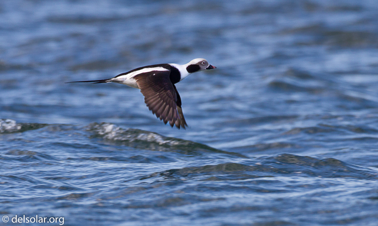 Canon EOS 7D  --  500 mm  --  EF500mm f/4L IS USM  