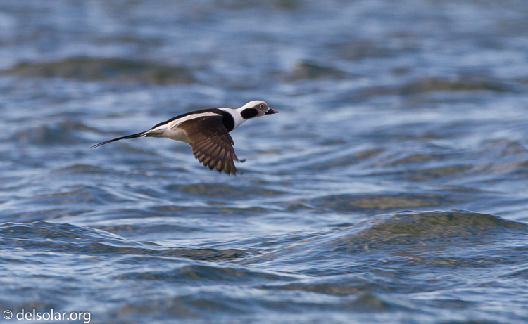 Canon EOS 7D  --  500 mm  --  EF500mm f/4L IS USM  