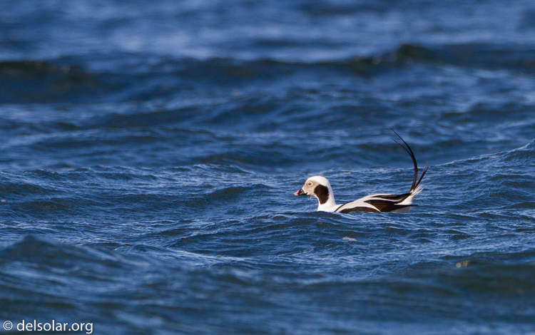 Canon EOS 7D  --  500 mm  --  EF500mm f/4L IS USM  