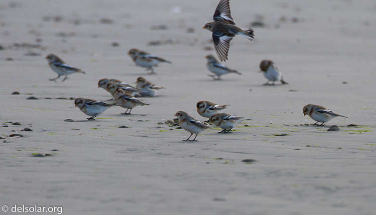 Canon EOS 7D  --  500 mm  --  EF500mm f/4L IS USM  