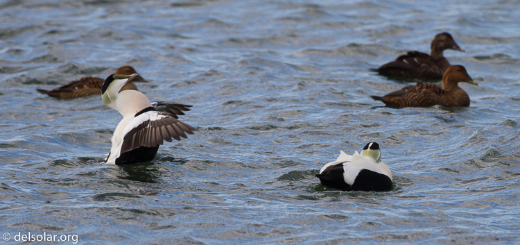 Canon EOS 7D  --  500 mm  --  EF500mm f/4L IS USM  