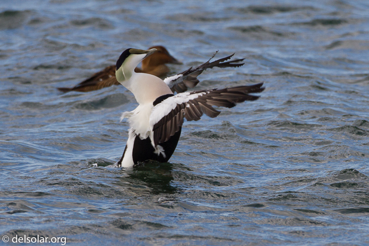 Canon EOS 7D  --  500 mm  --  EF500mm f/4L IS USM  