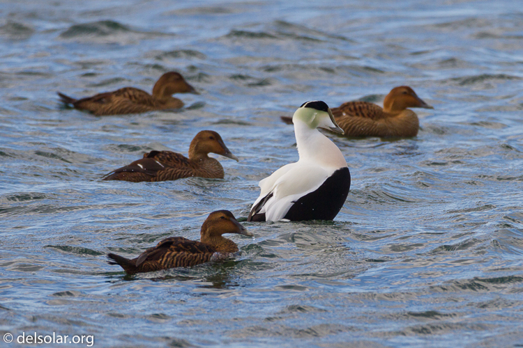 Canon EOS 7D  --  500 mm  --  EF500mm f/4L IS USM  