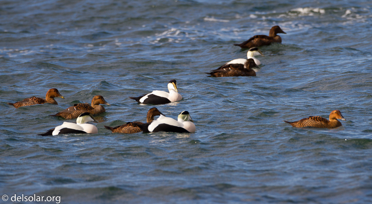 Canon EOS 7D  --  500 mm  --  EF500mm f/4L IS USM  