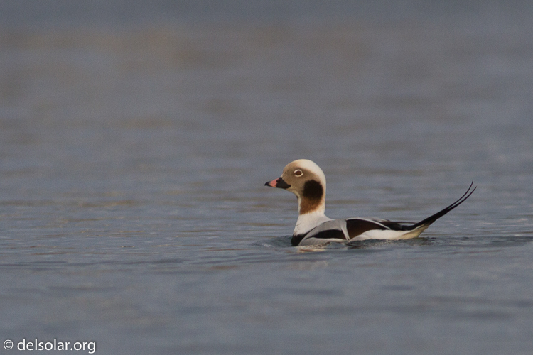 Canon EOS 7D  --  400 mm  --  EF400mm f/5.6L USM  