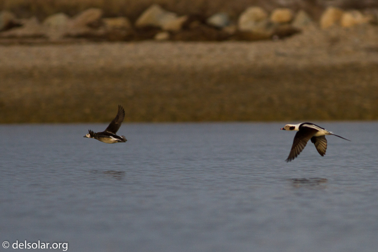 Canon EOS 7D  --  400 mm  --  EF400mm f/5.6L USM  