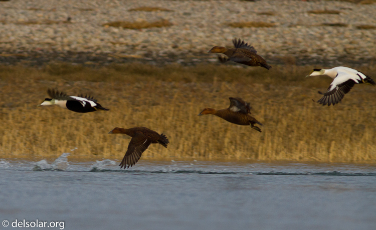 Canon EOS 7D  --  400 mm  --  EF400mm f/5.6L USM  