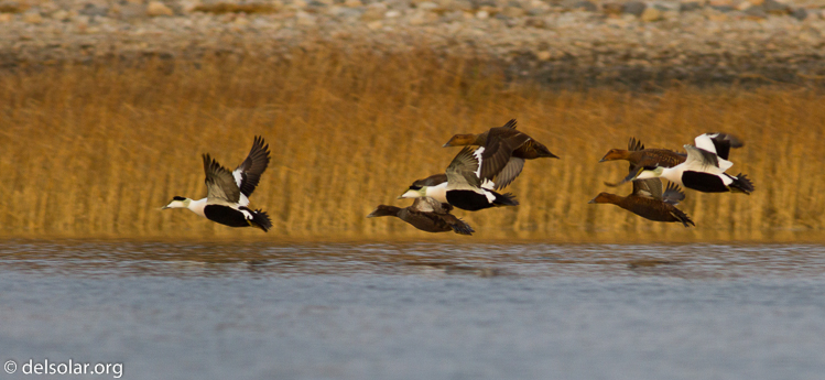 Canon EOS 7D  --  400 mm  --  EF400mm f/5.6L USM  