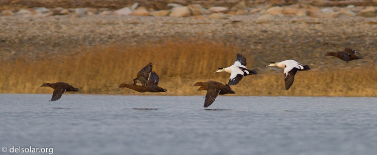 Canon EOS 7D  --  400 mm  --  EF400mm f/5.6L USM  