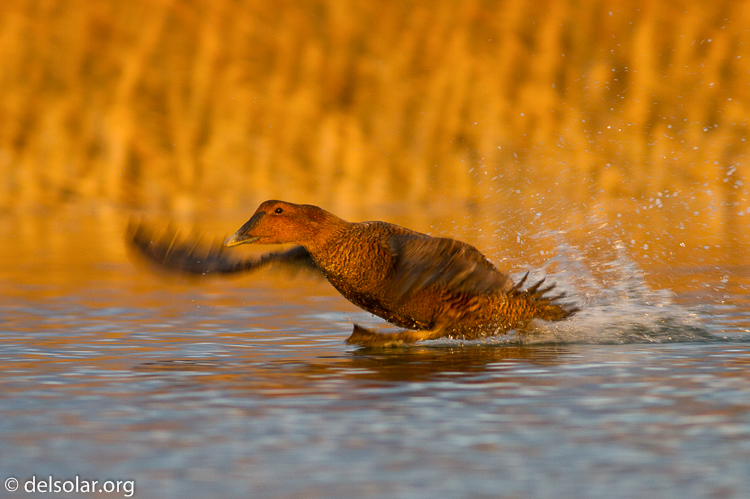 Canon EOS 7D  --  400 mm  --  EF400mm f/5.6L USM  