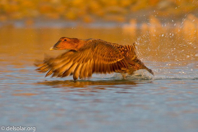 Canon EOS 7D  --  400 mm  --  EF400mm f/5.6L USM  