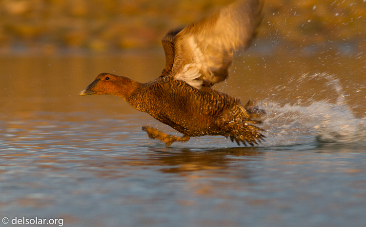 Canon EOS 7D  --  400 mm  --  EF400mm f/5.6L USM  
