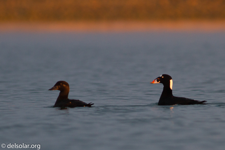 Canon EOS 7D  --  400 mm  --  EF400mm f/5.6L USM  