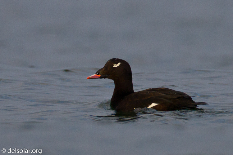 Canon EOS 7D  --  500 mm  --  EF500mm f/4L IS USM  