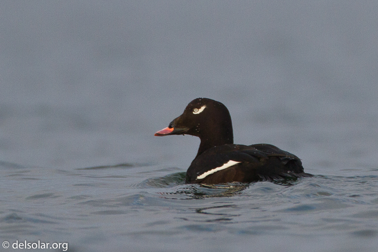 Canon EOS 7D  --  500 mm  --  EF500mm f/4L IS USM  
