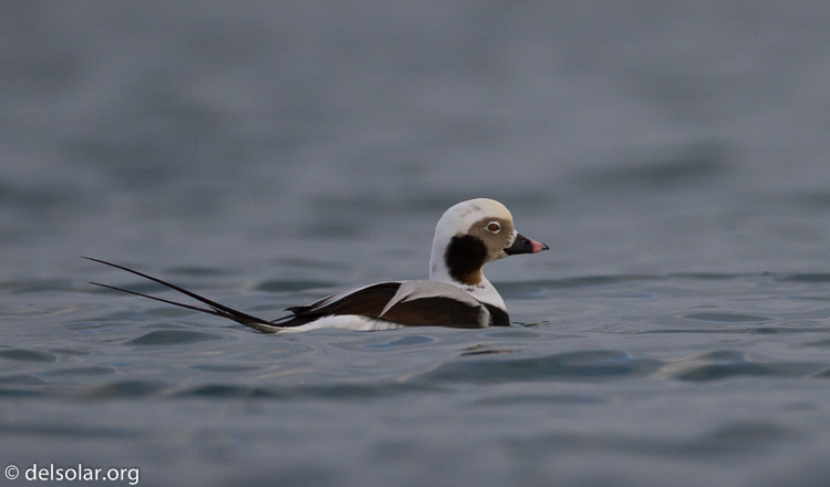 Canon EOS 7D  --  500 mm  --  EF500mm f/4L IS USM  