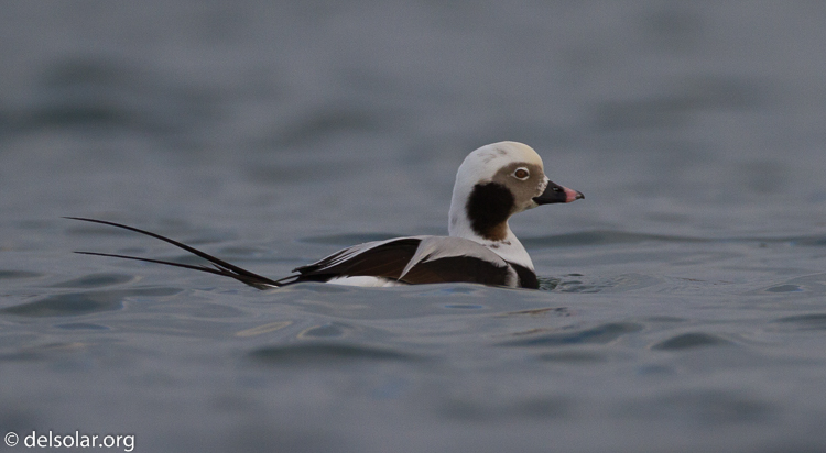 Canon EOS 7D  --  500 mm  --  EF500mm f/4L IS USM  