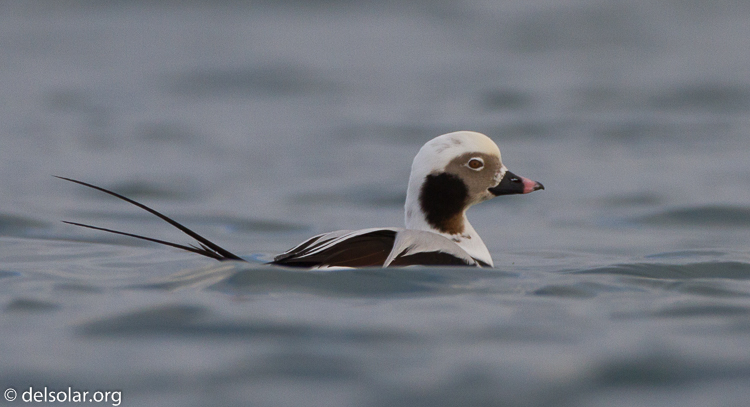 Canon EOS 7D  --  500 mm  --  EF500mm f/4L IS USM  