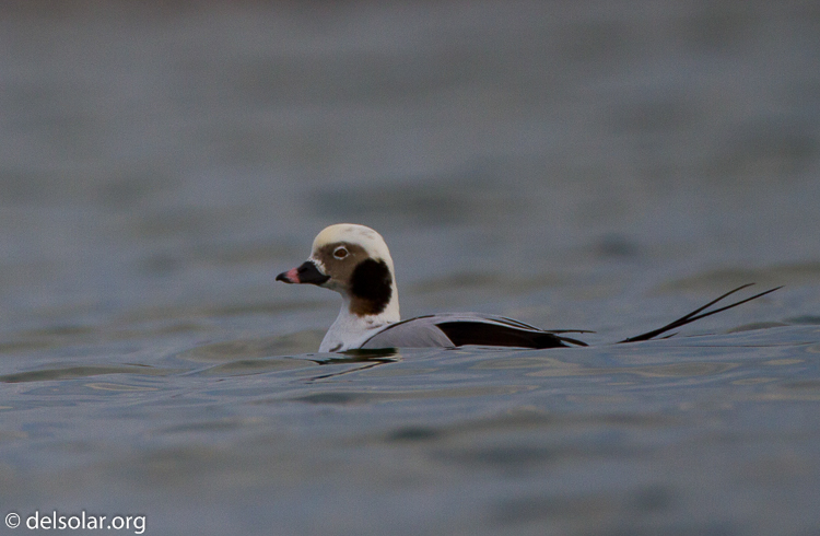 Canon EOS 7D  --  500 mm  --  EF500mm f/4L IS USM  