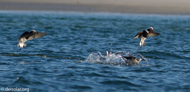 Canon EOS 7D  --  400 mm  --  EF400mm f/5.6L USM  