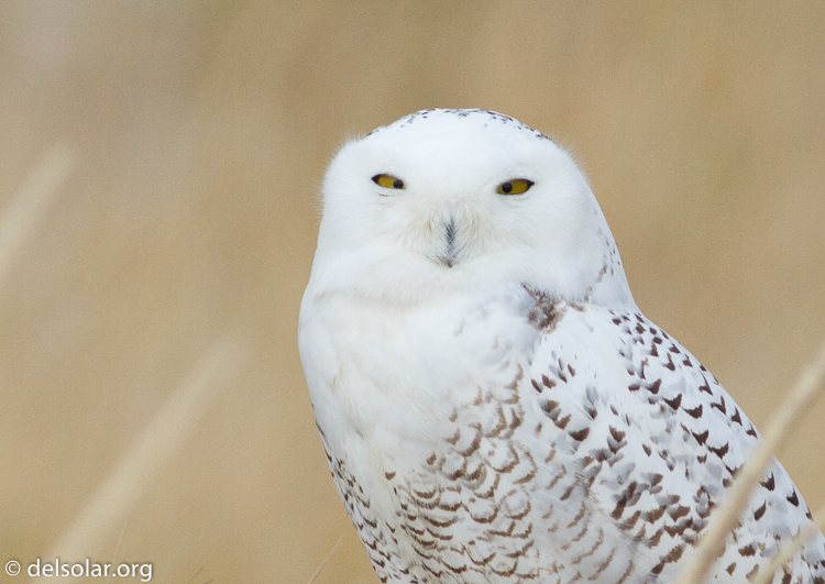 Canon EOS 7D  --  400 mm  --  EF400mm f/5.6L USM  