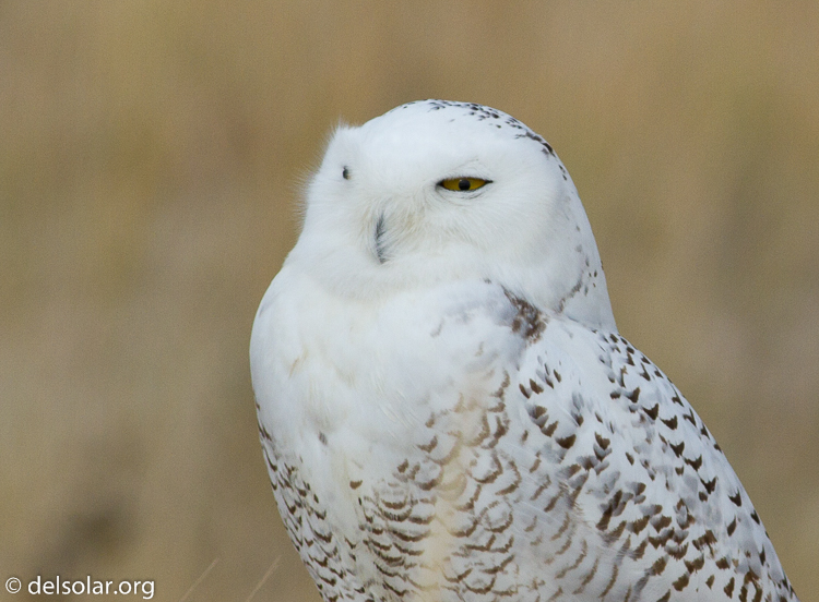 Canon EOS 7D  --  400 mm  --  EF400mm f/5.6L USM  