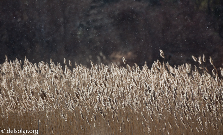 Canon EOS 5D Mark II  --  500 mm  --  EF500mm f/4L IS USM  