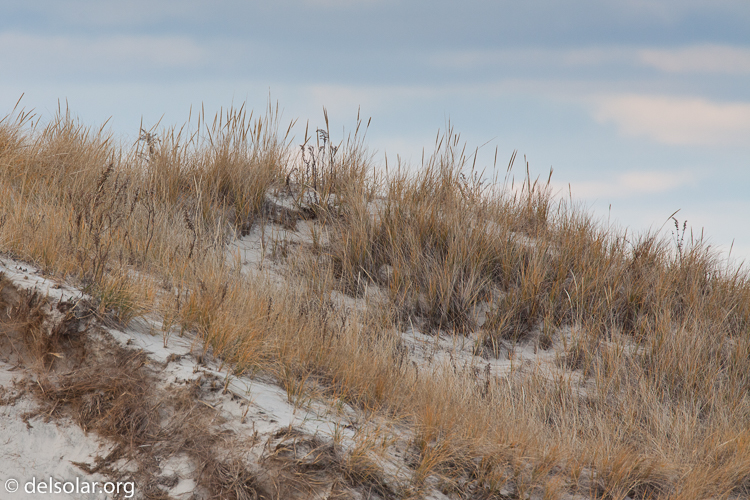 Canon EOS 5D Mark II  --  500 mm  --  EF500mm f/4L IS USM  