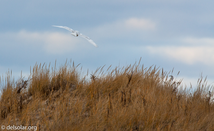 Canon EOS 5D Mark II  --  500 mm  --  EF500mm f/4L IS USM  
