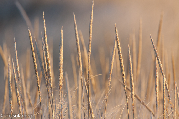 Canon EOS 5D Mark II  --  500 mm  --  EF500mm f/4L IS USM  