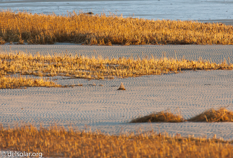 Canon EOS 5D Mark II  --  500 mm  --  EF500mm f/4L IS USM  