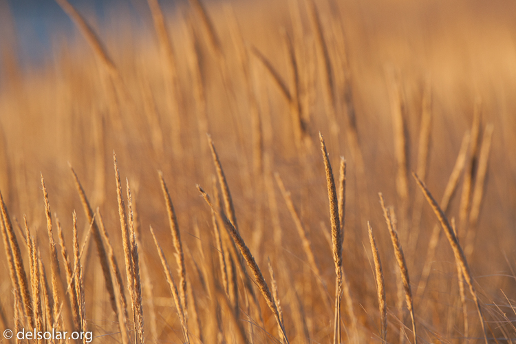Canon EOS 5D Mark II  --  500 mm  --  EF500mm f/4L IS USM  