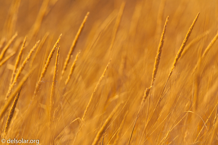 Canon EOS 5D Mark II  --  500 mm  --  EF500mm f/4L IS USM  