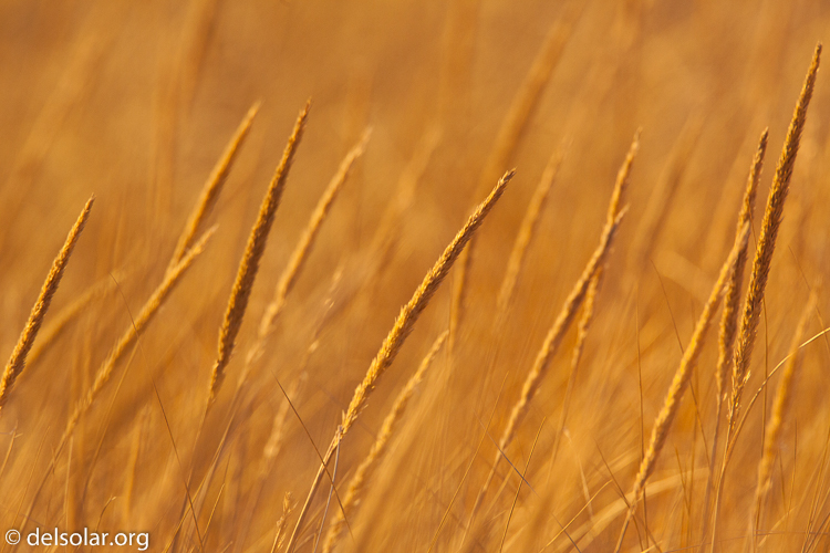 Canon EOS 5D Mark II  --  500 mm  --  EF500mm f/4L IS USM  