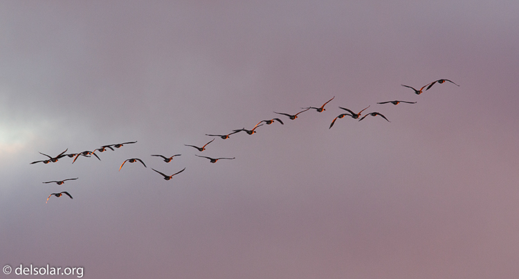 Canon EOS 5D Mark II  --  500 mm  --  EF500mm f/4L IS USM  