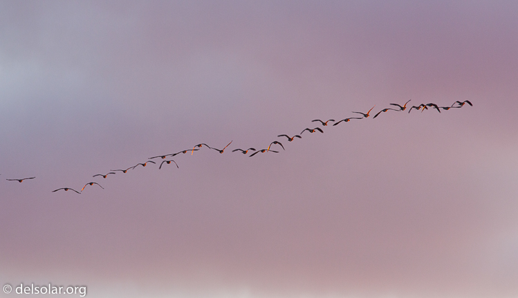 Canon EOS 5D Mark II  --  500 mm  --  EF500mm f/4L IS USM  