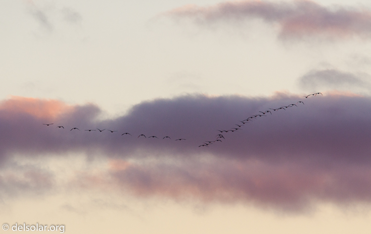 Canon EOS 5D Mark II  --  500 mm  --  EF500mm f/4L IS USM  