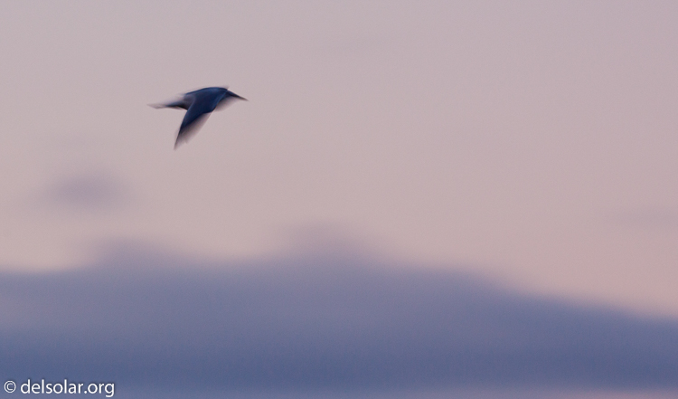 Canon EOS 5D Mark II  --  400 mm  --  EF400mm f/5.6L USM  