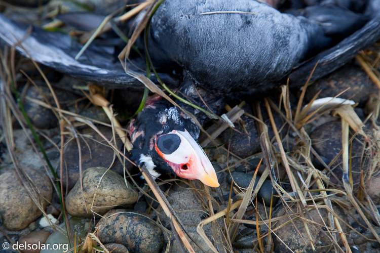 Canon EOS 5D Mark II  --  105 mm  --  EF24-105mm f/4L IS USM  