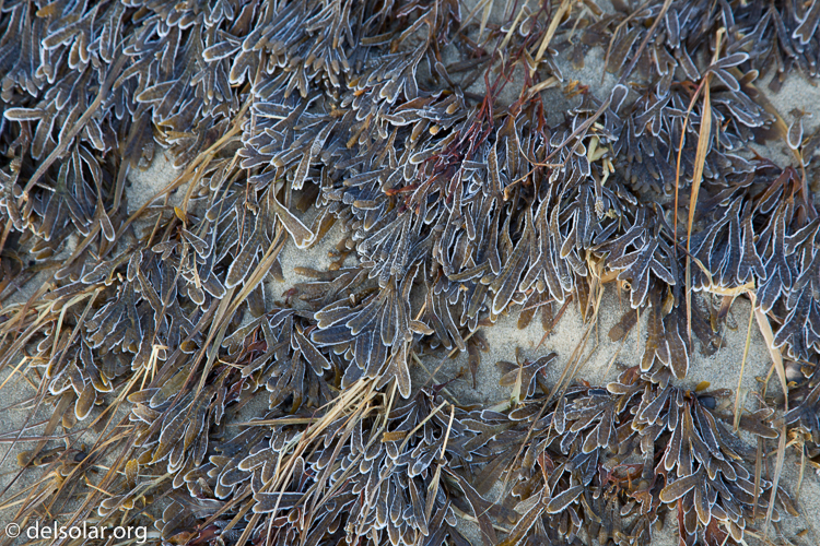 Canon EOS 5D Mark II  --  105 mm  --  EF24-105mm f/4L IS USM  