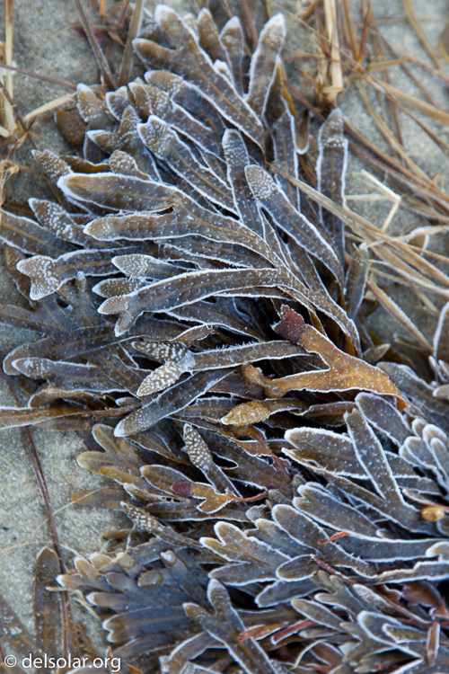 Canon EOS 5D Mark II  --  105 mm  --  EF24-105mm f/4L IS USM  