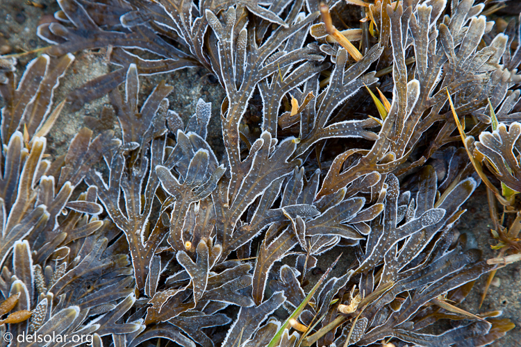 Canon EOS 5D Mark II  --  105 mm  --  EF24-105mm f/4L IS USM  