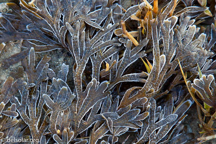 Canon EOS 5D Mark II  --  105 mm  --  EF24-105mm f/4L IS USM  