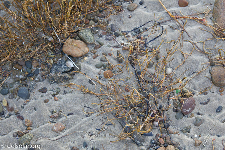 Canon EOS 5D Mark II  --  55 mm  --  EF24-105mm f/4L IS USM  