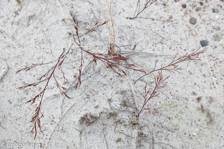 Canon EOS 5D Mark II  --  60 mm  --  EF24-105mm f/4L IS USM  